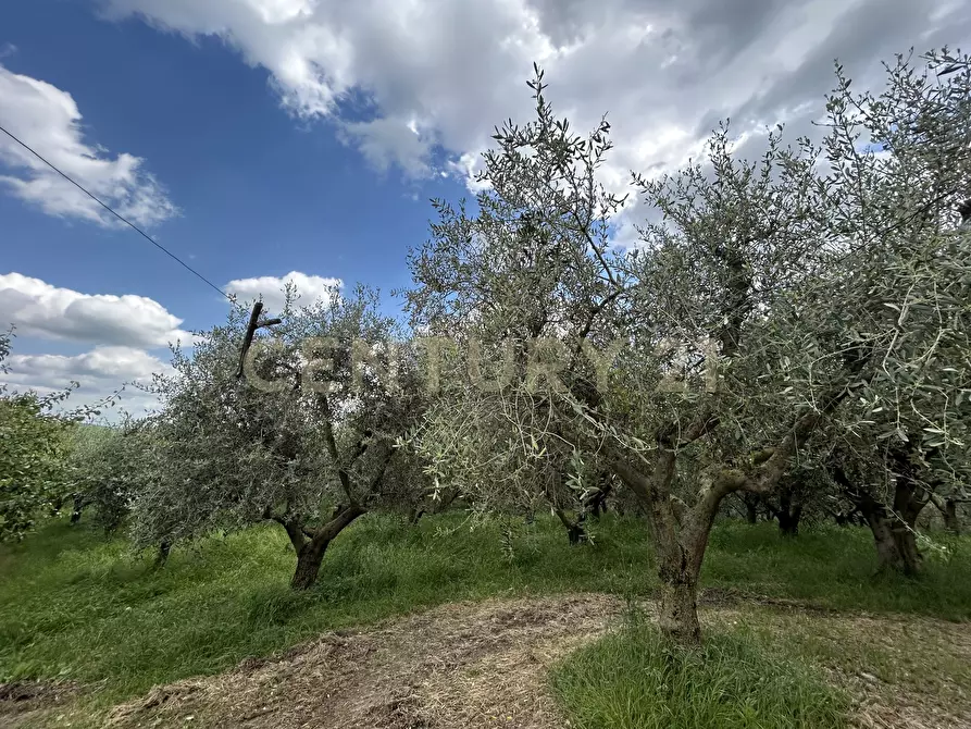 Immagine 15 di Rustico / casale in vendita  in Via Postuman a Mezzane Di Sotto
