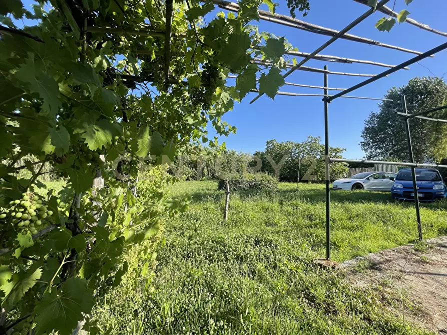Immagine 4 di Terreno agricolo in vendita  in Via di Cameretta a Orbetello