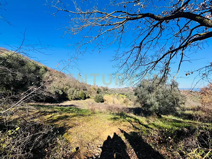 Immagine 6 di Casa bifamiliare in vendita  in località podere pelacane snc a Cinigiano