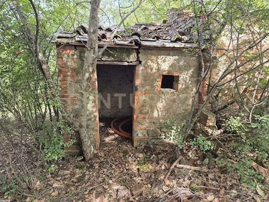 Immagine 6 di Terreno agricolo in vendita  in località la vena snc a Civitella Paganico