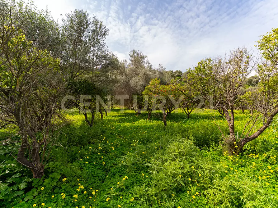 Immagine 12 di Terreno agricolo in vendita  in Contrada Vaccarizzo a Catania