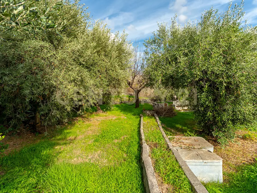 Immagine 12 di Terreno agricolo in vendita  in Via Cerza 35 a San Gregorio Di Catania