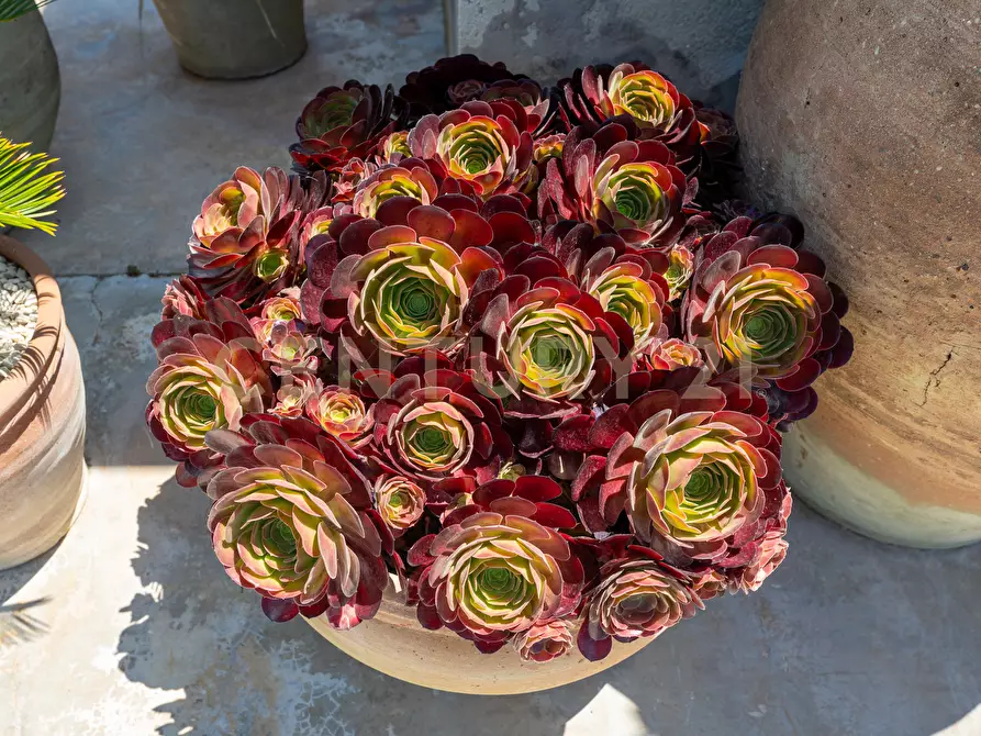 Immagine 54 di Villa in vendita  in Contrada Pagliarello snc a Portopalo Di Capo Passero