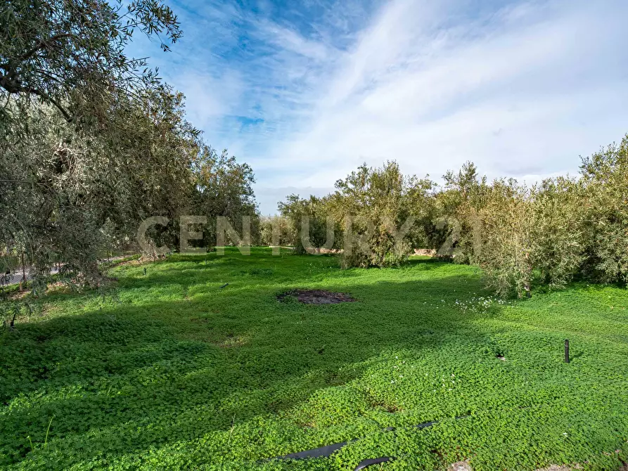 Immagine 3 di Terreno agricolo in vendita  in Contrada San Francesco snc a Paterno'