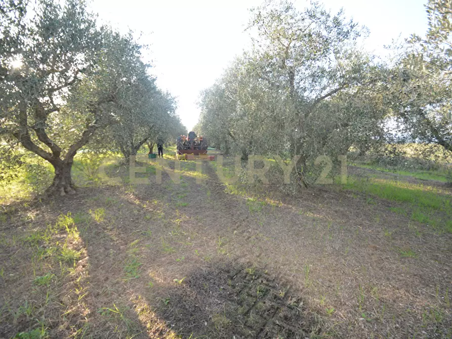 Immagine 16 di Terreno agricolo in vendita  in Strada del Querciolo 125 a Grosseto