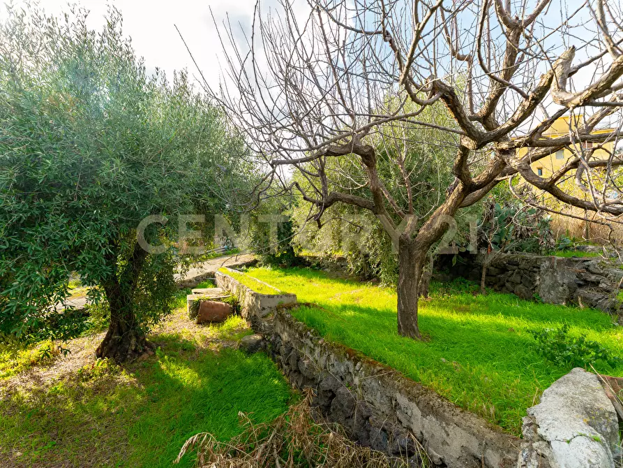 Immagine 40 di Terreno agricolo in vendita  in Via Cerza 35 a San Gregorio Di Catania