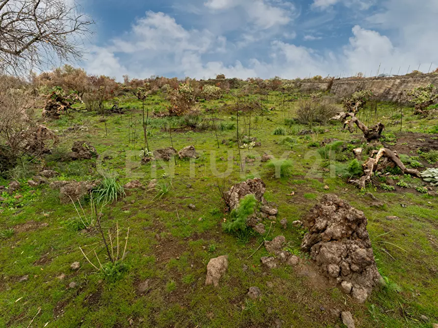 Immagine 6 di Terreno agricolo in vendita  in Via Santa Maria di Licodia a Belpasso