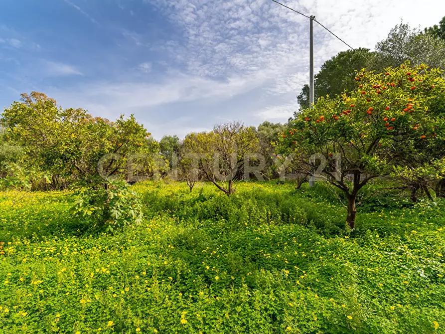 Immagine 23 di Terreno agricolo in vendita  in Contrada Vaccarizzo a Catania