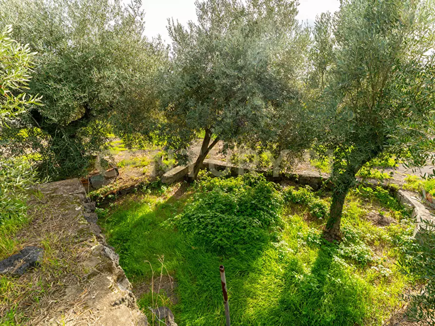 Immagine 35 di Terreno agricolo in vendita  in Via Cerza 35 a San Gregorio Di Catania