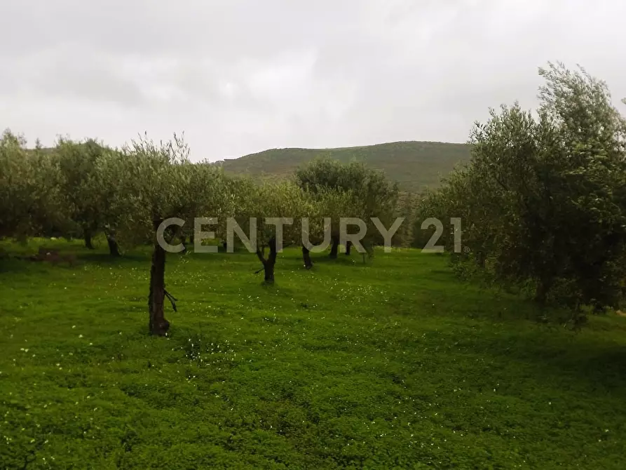 Immagine 12 di Terreno agricolo in vendita  in Contrada Masseria Grande SNC a Centuripe