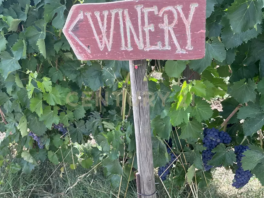 Immagine 15 di Azienda agricola in vendita  in Strada dei Sassi Bianchi a Manciano