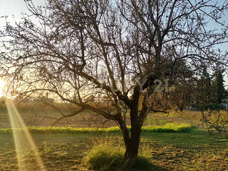 Immagine 6 di Rustico / casale in vendita  in Strada Pedemontana a Capalbio