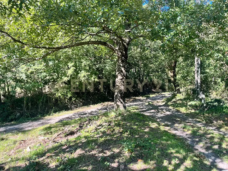 Immagine 11 di Rustico / casale in vendita  in strada vicinale petricci snc a Semproniano
