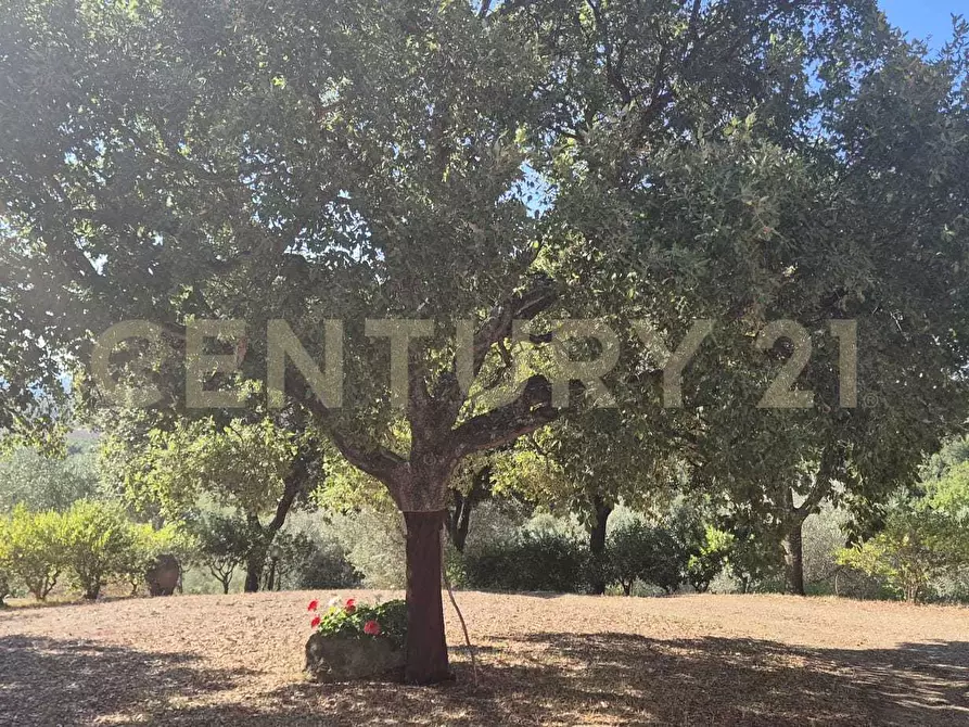 Immagine 32 di Azienda agricola in vendita  in località poggio al capraio snc a Roccastrada