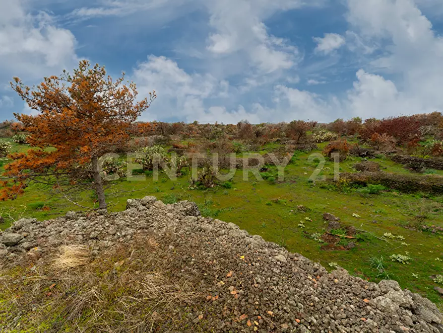 Immagine 21 di Terreno agricolo in vendita  in Via Santa Maria di Licodia a Belpasso