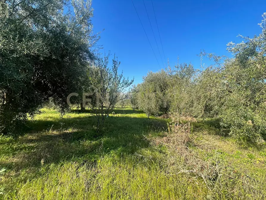 Immagine 24 di Terreno agricolo in vendita  in contrada agnelleria a Belpasso