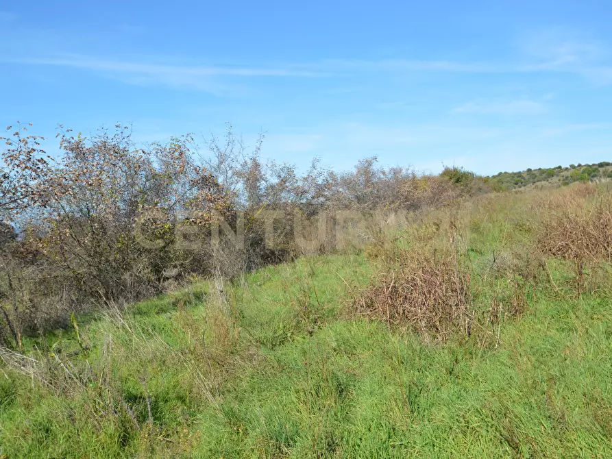 Immagine 9 di Terreno agricolo in vendita  in Strada Provinciale Montiano a Grosseto
