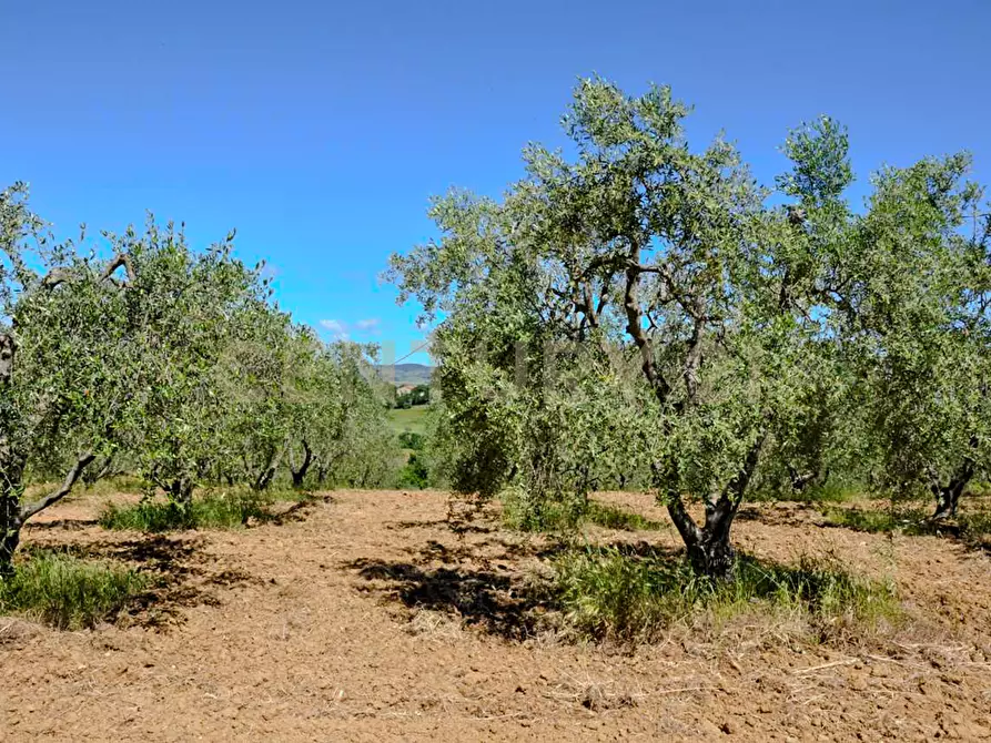 Immagine 21 di Rustico / casale in vendita  in Località Preselle sp 159 a Scansano