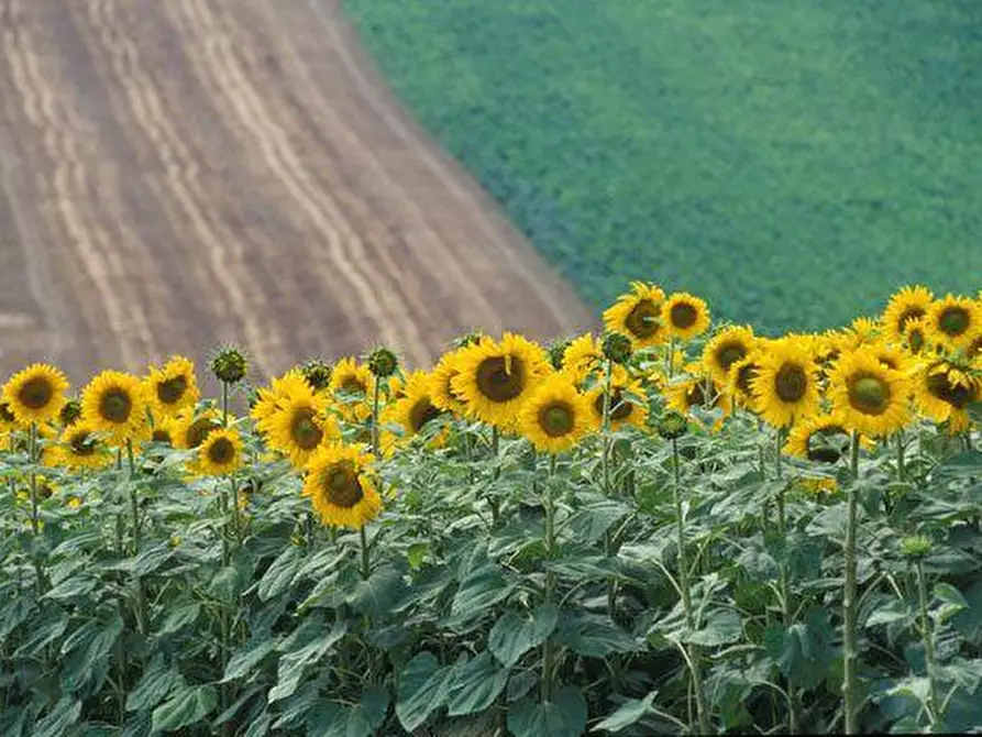 Immagine 2 di Rustico / casale in vendita  in va bartolini a Ancona