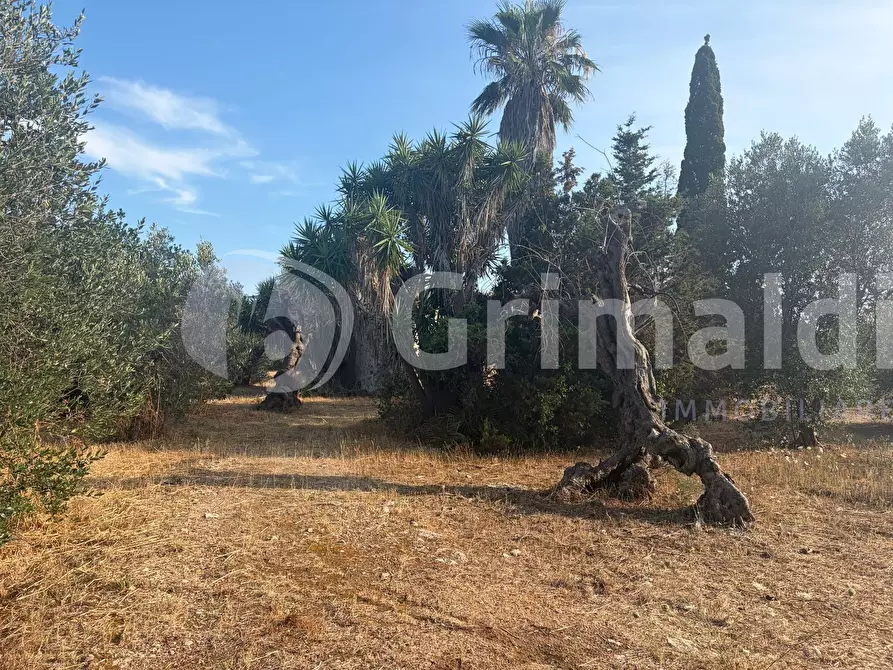 Immagine 33 di Terreno agricolo in vendita  in Contrada Coline a Alezio