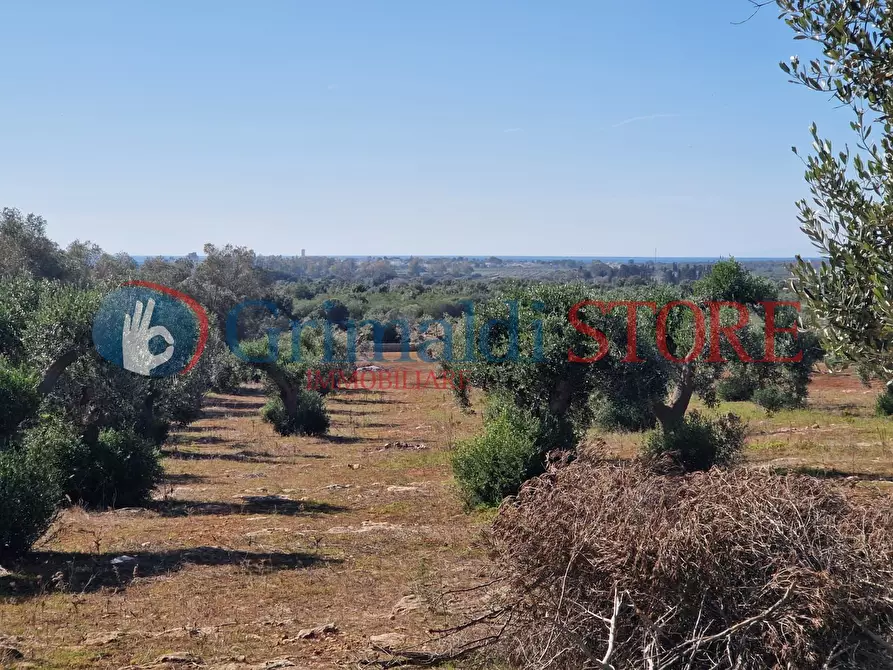 Immagine 25 di Casa indipendente in vendita  a Porto Cesareo