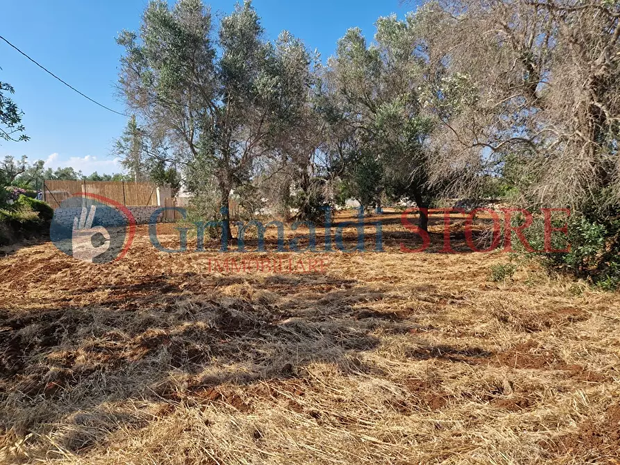 Immagine 17 di Terreno agricolo in vendita  a Latiano