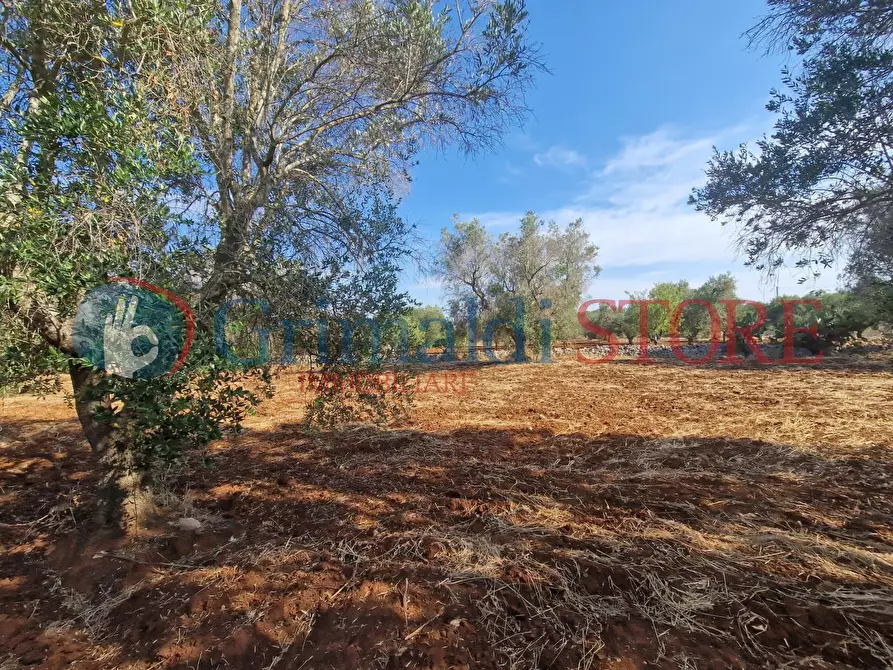Immagine 10 di Terreno agricolo in vendita  a Latiano