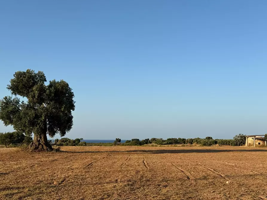 Immagine 14 di Terreno agricolo in vendita  in Contrada Cerasina a Fasano