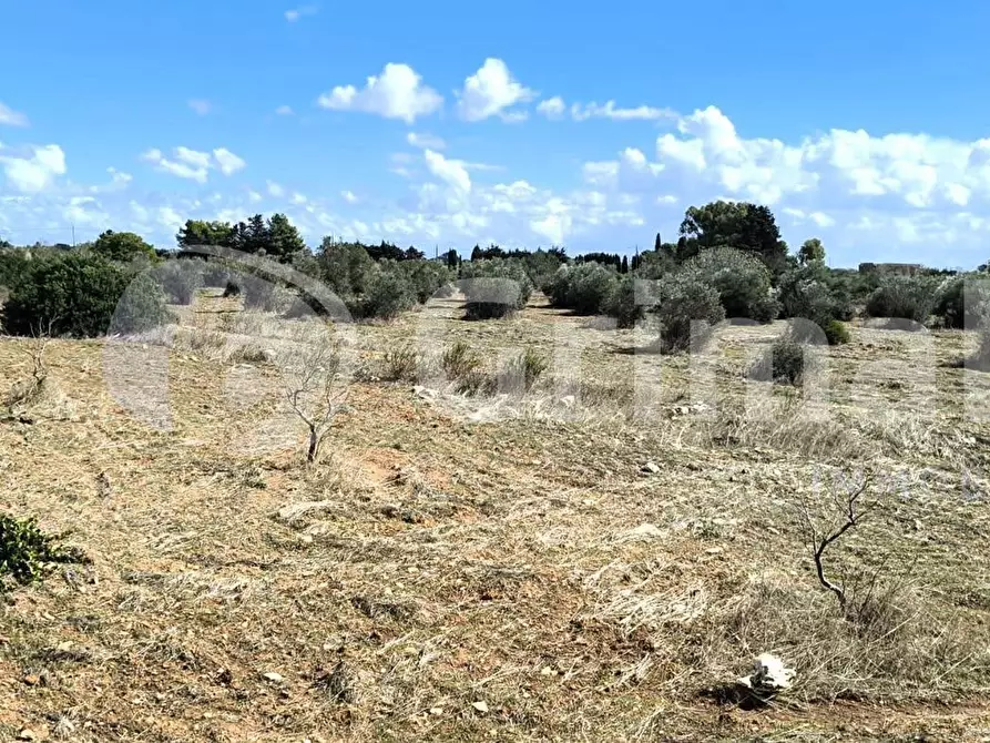 Immagine 3 di Terreno agricolo in vendita  in Strada Statale 274 a Gallipoli