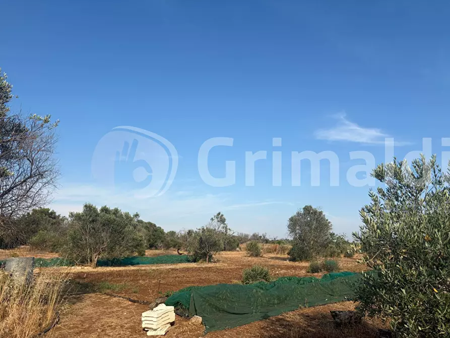 Immagine 3 di Terreno agricolo in vendita  in Contrada Coline a Alezio