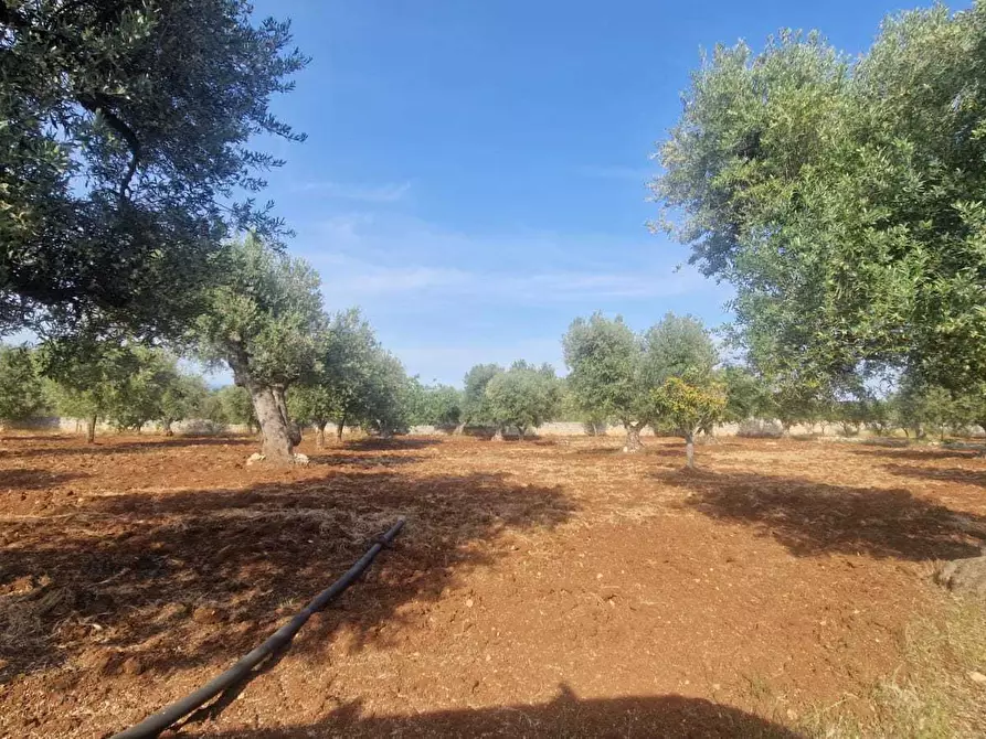 Immagine 3 di Casa indipendente in vendita  in C.da Caramanna a Monopoli