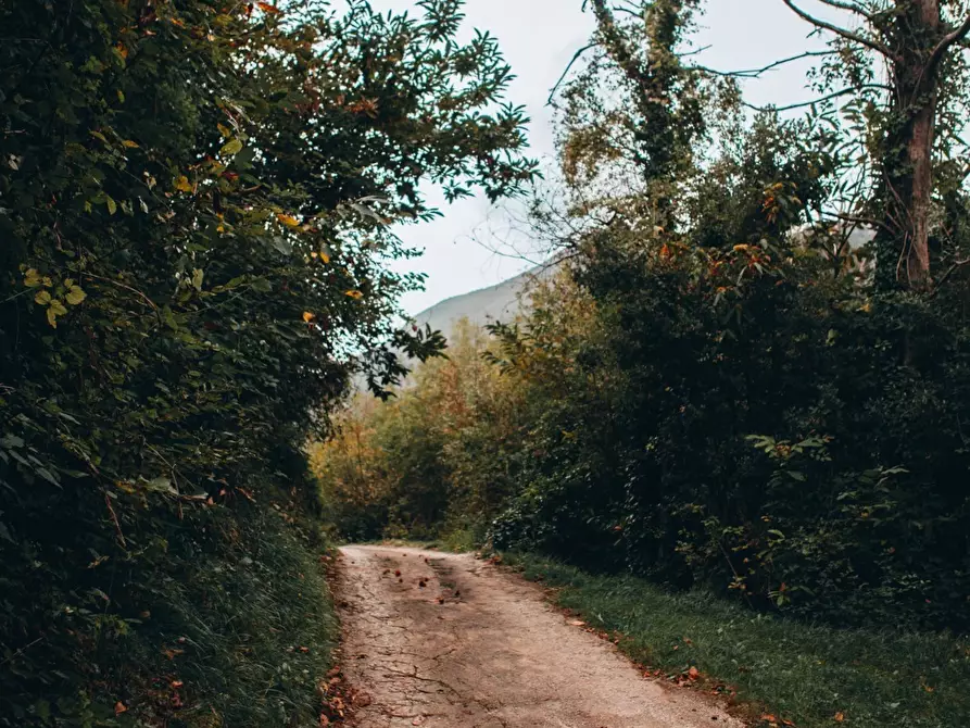 Immagine 41 di Rustico / casale in affitto  a Camaiore