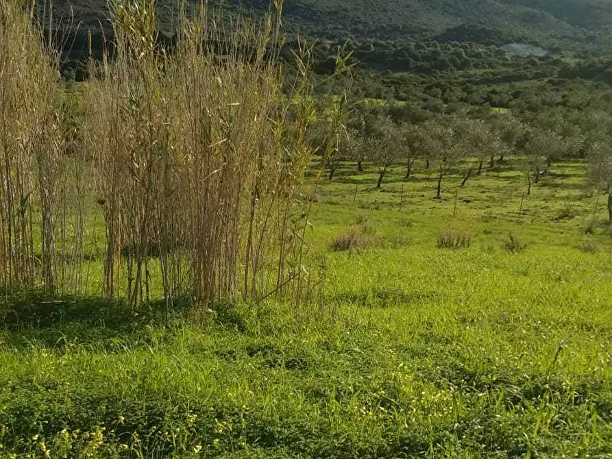 Immagine 1 di Terreno agricolo in vendita  a Alghero