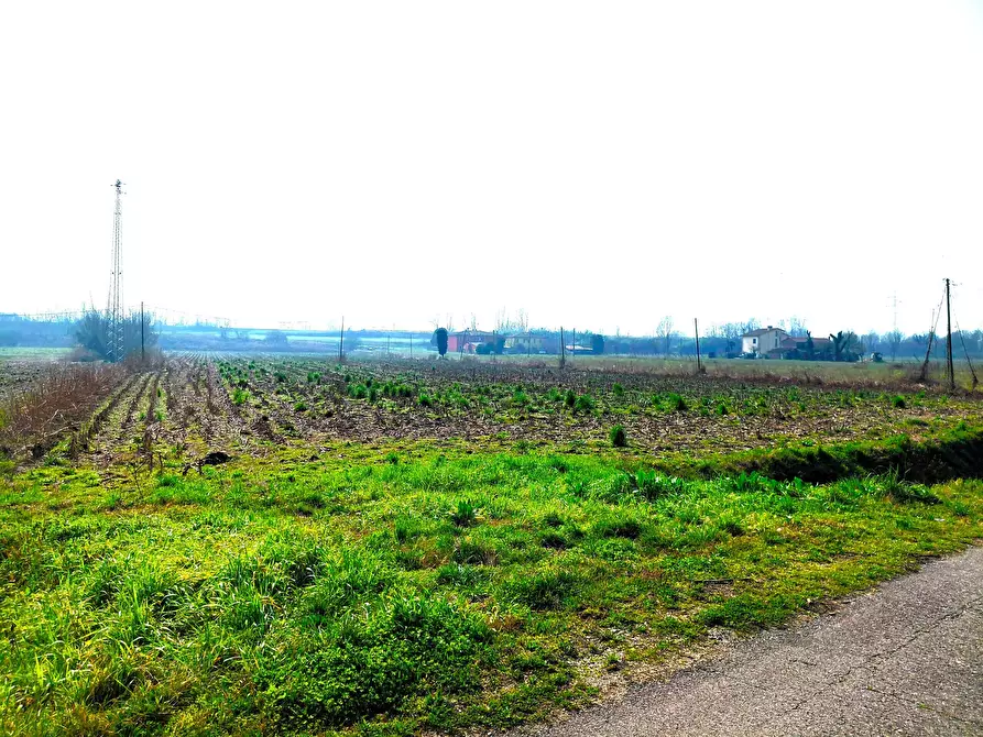 Immagine 2 di Terreno agricolo in vendita  a Boara Pisani
