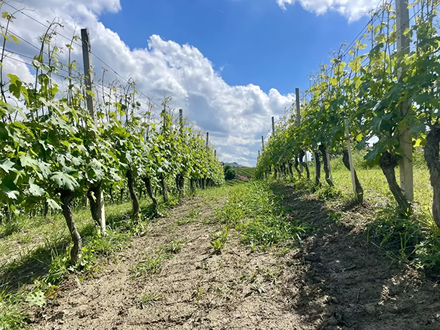 Immagine 8 di Terreno agricolo in vendita  in Via Roma 8 a Serralunga D'alba