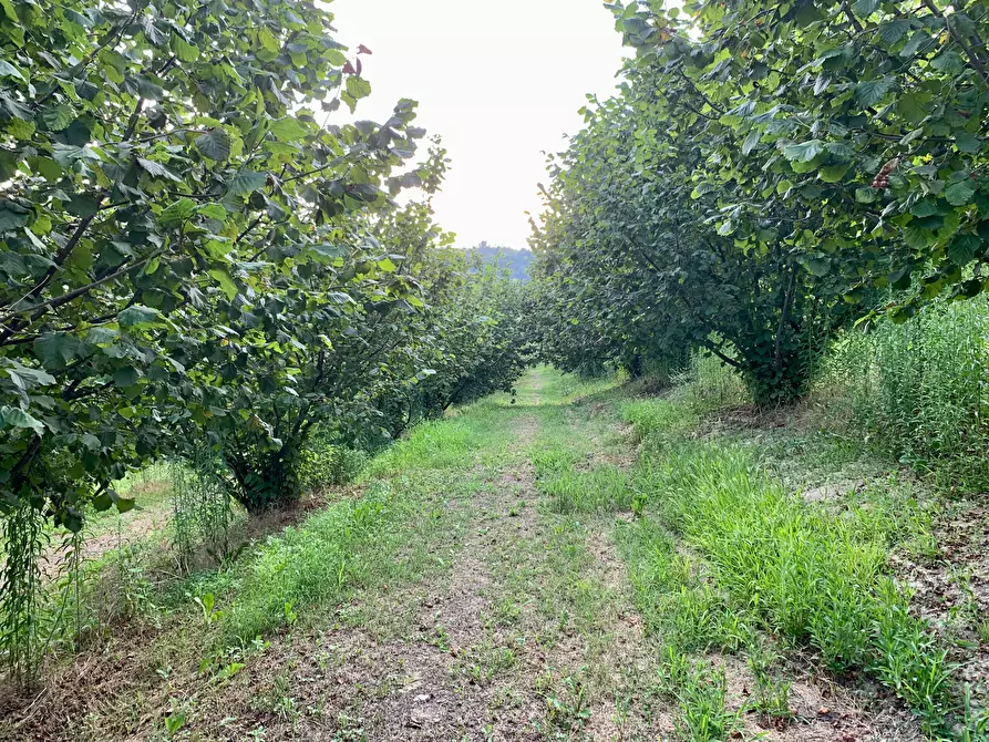 Immagine 3 di Terreno agricolo in vendita  in Borgata Pianezzo 102 a Dogliani