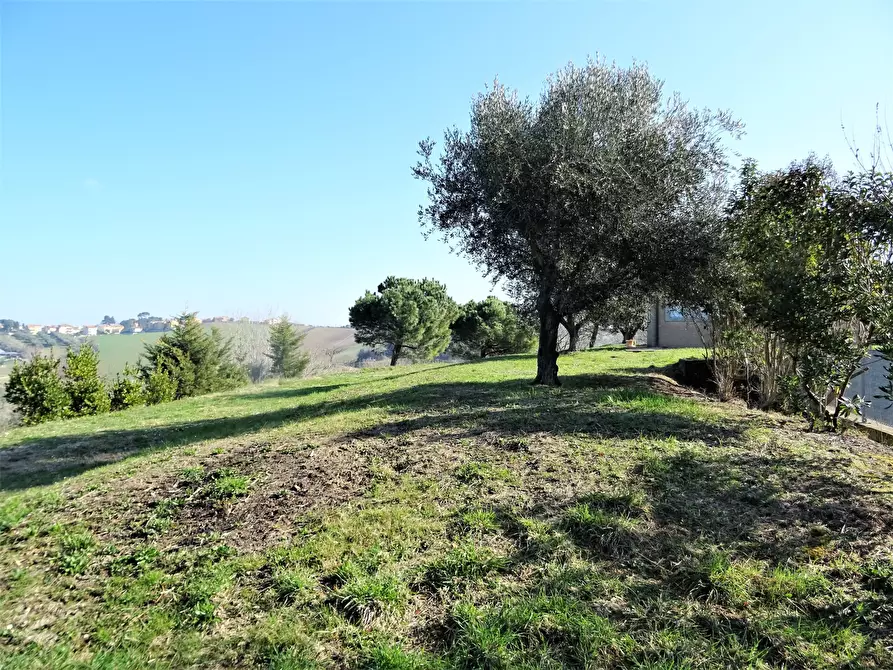 Immagine 18 di Terreno agricolo in vendita  a Senigallia