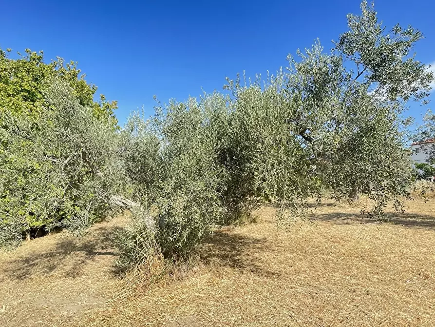 Immagine 12 di Terreno agricolo in vendita  a Silvi