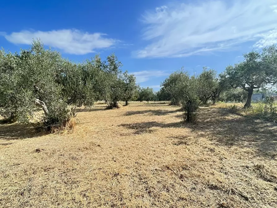 Immagine 3 di Terreno agricolo in vendita  a Silvi