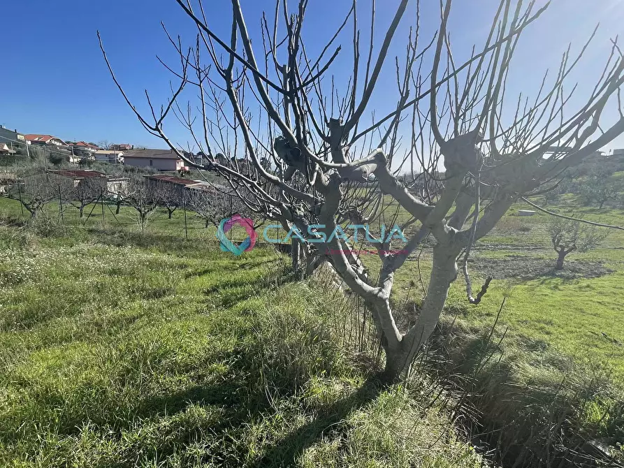 Immagine 10 di Terreno agricolo in vendita  a Silvi