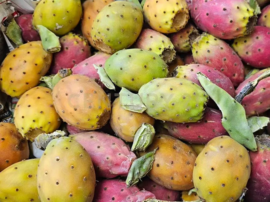 Immagine 6 di Terreno agricolo in vendita  in Contrada Agnelleria a Belpasso