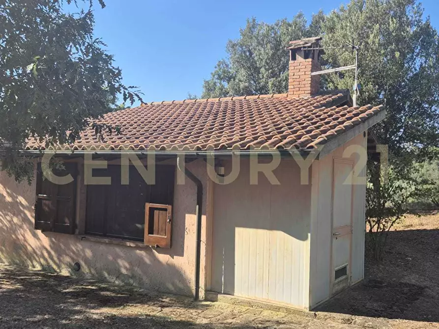 Immagine 7 di Azienda agricola in vendita  in località poggio al capraio snc a Roccastrada