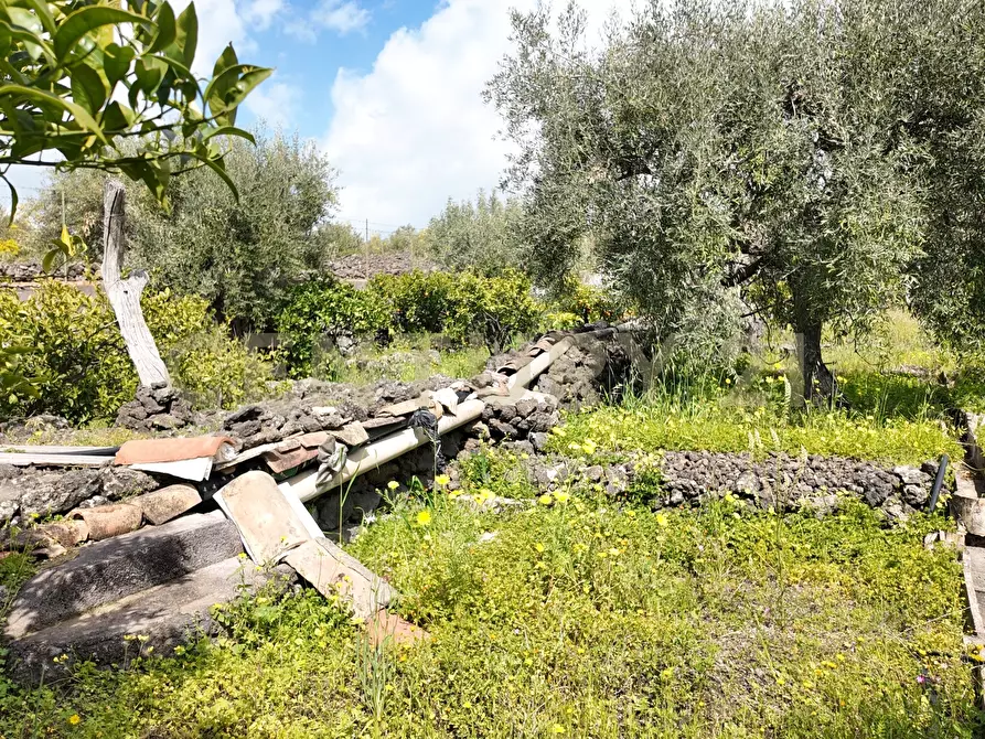 Immagine 10 di Terreno agricolo in vendita  in Contrada malvezzaro a Santa Maria Di Licodia