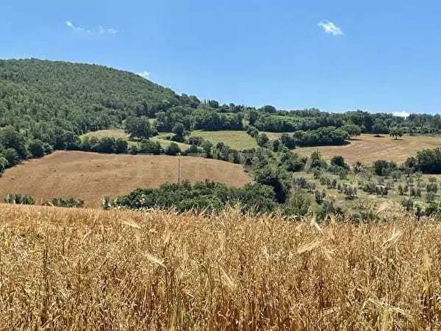 Immagine 16 di Casa indipendente in vendita  in località podere poggio sellino snc a Semproniano