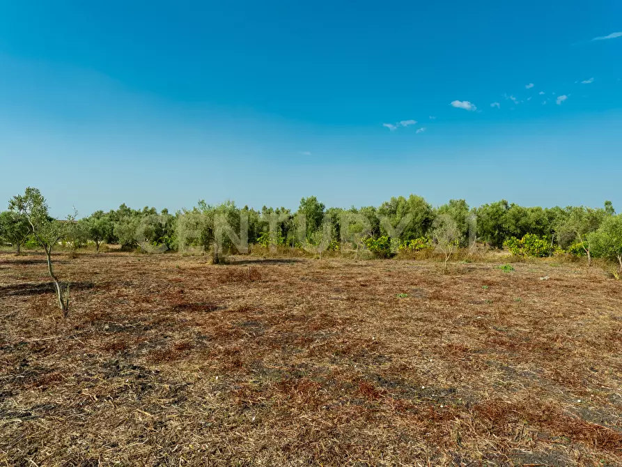 Immagine 6 di Terreno agricolo in vendita  in Strada Statale 194 a Carlentini