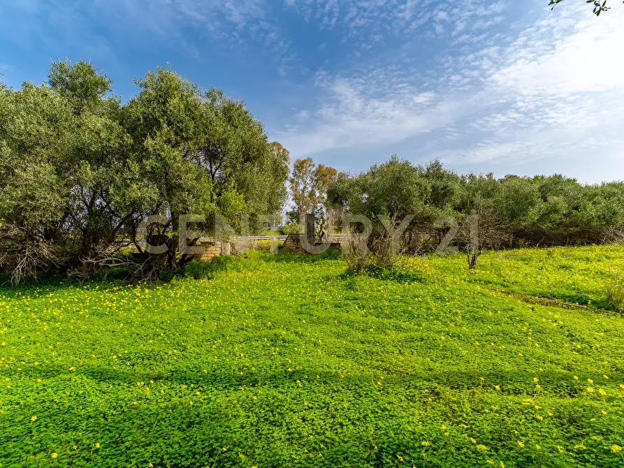 Immagine 27 di Terreno agricolo in vendita  in Contrada Vaccarizzo a Catania