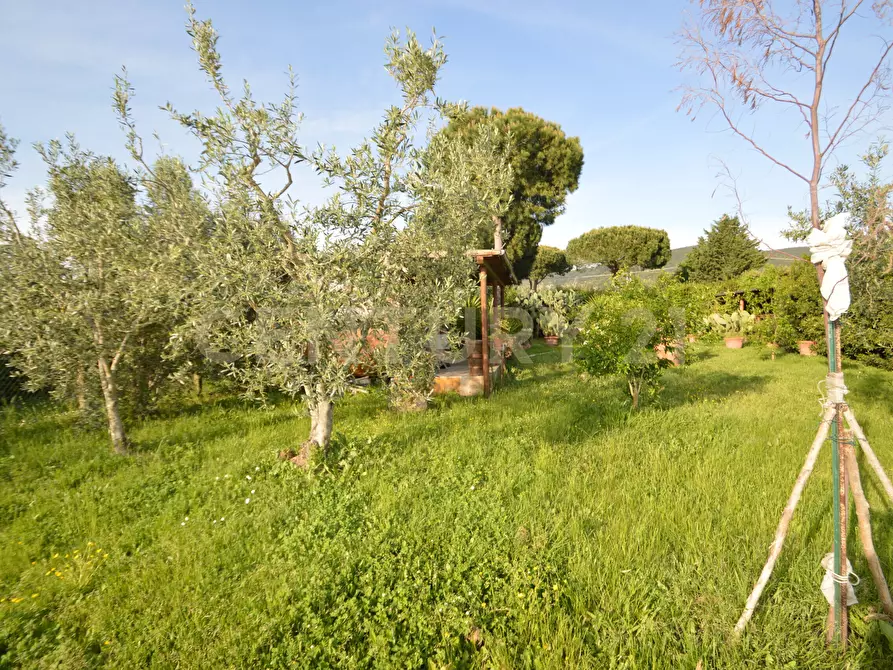 Immagine 11 di Terreno agricolo in vendita  in Loc. quattrostrade a Orbetello