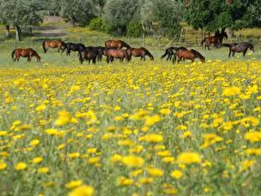 Immagine 23 di Rustico / casale in vendita  a Grosseto