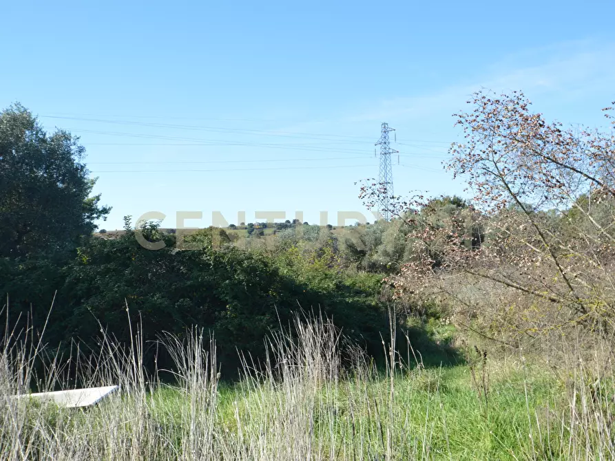 Immagine 7 di Terreno agricolo in vendita  in Strada Provinciale Montiano a Grosseto