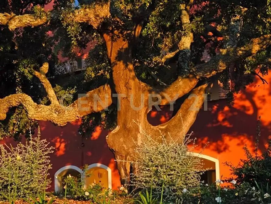 Immagine 35 di Rustico / casale in vendita  in località podere bizzarri a Scarlino